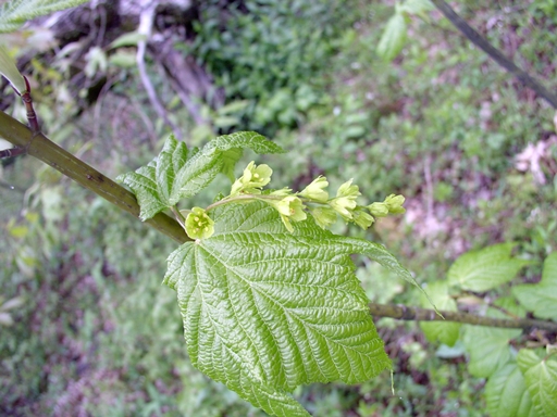 {Acer pensylvanicum}